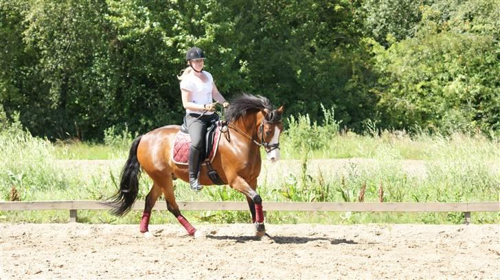 New Forest Odbjergs Flamingo - Smukke Bassen og jeg, ude på Ulsted rideklub. Sammen med Christine, Ak, Cecilie, Marie og Matihas. billede 4