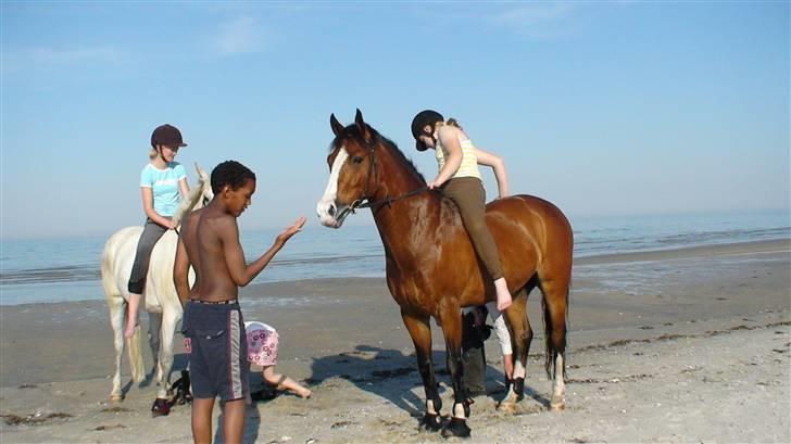 New Forest Odbjergs Flamingo - Flalle og Robin på stranden billede 7