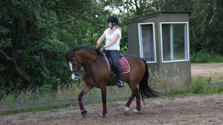 New Forest Odbjergs Flamingo - Min lille dreng<3 han er bare så smuk<33 billede 10