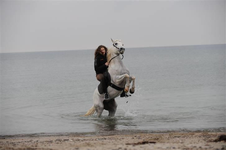 Hollandsk Sportspony Greyhound <3<3  - LOOOOVE
 billede 13