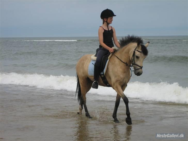 Welsh Pony af Cob-type (sec C) Rotterdam's Sheila - ´Skridt ved vesterhavet. billede 5