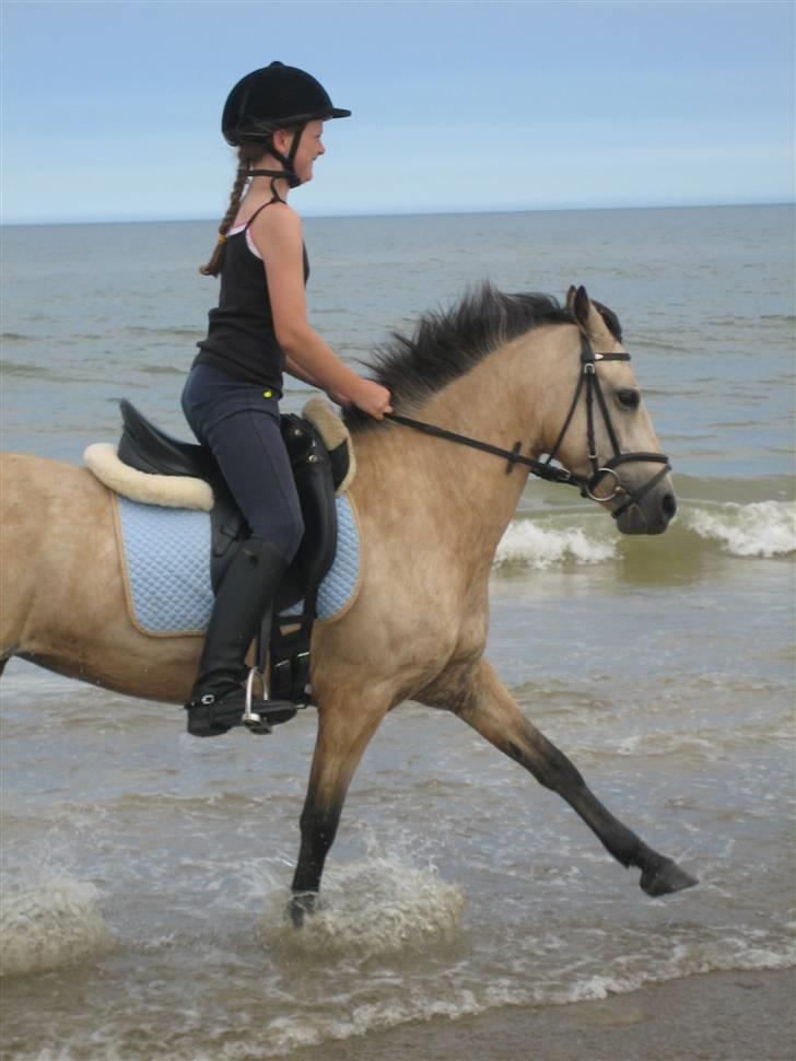 Welsh Pony af Cob-type (sec C) Rotterdam's Sheila - Galop ved vesterhavet.. billede 7