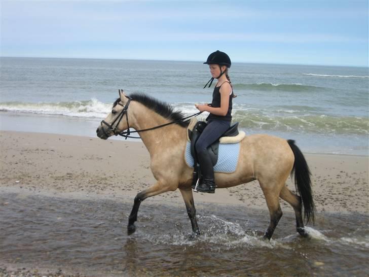 Welsh Pony af Cob-type (sec C) Rotterdam's Sheila - Så rider vi i åen ved Slettestrand... billede 8
