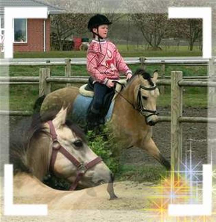 Welsh Pony af Cob-type (sec C) Rotterdam's Sheila - Et logo fra Julie Lunde - tusind tak for det... billede 9