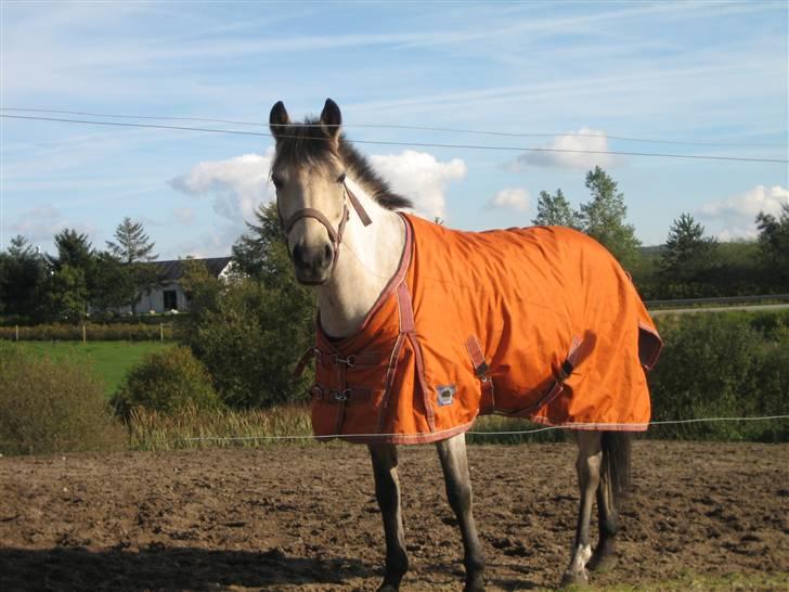 Welsh Pony af Cob-type (sec C) Rotterdam's Sheila - På folden... billede 10