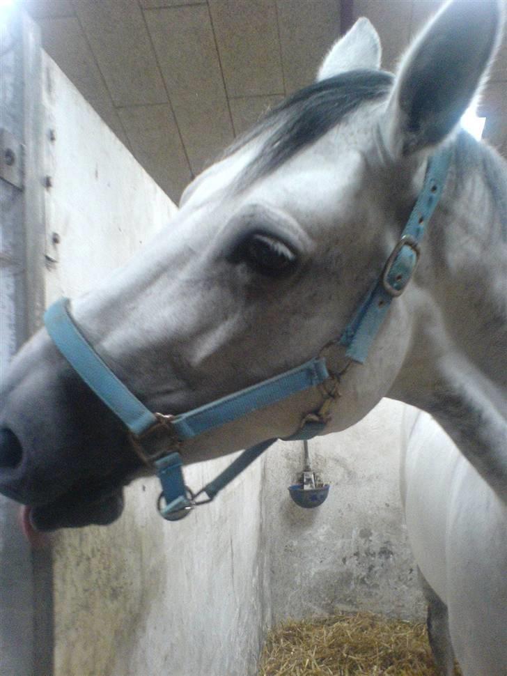 Dansk Varmblod AM´s Toscana (solgt) <3 - Mmmmm Boksen smager godt :P billede 7