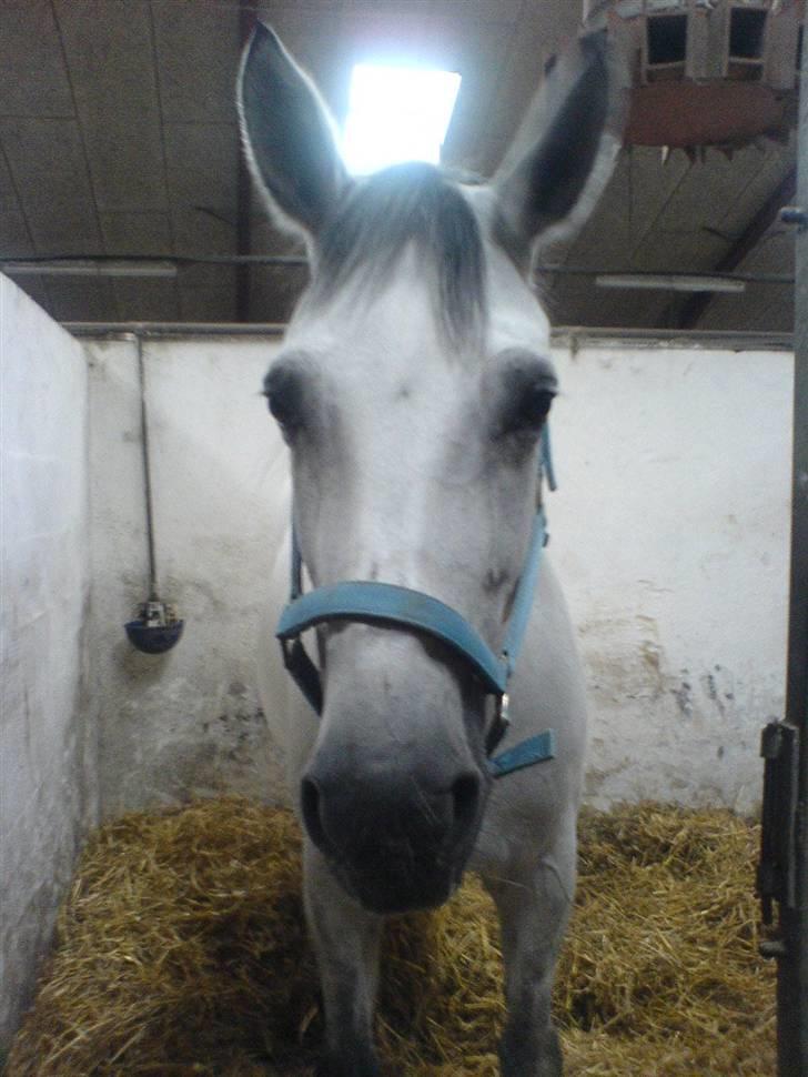 Dansk Varmblod AM´s Toscana (solgt) <3 - Baby med sine kampe Æsel ører. :)  billede 8
