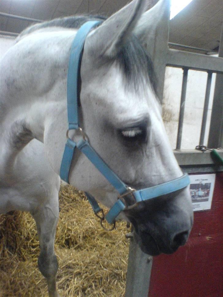 Dansk Varmblod AM´s Toscana (solgt) <3 - Uuuuu hvem kommer. :) billede 9