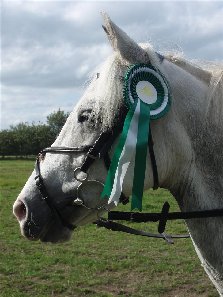 Anden særlig race Fiona *solgt* - en fin 3. plads til stævne i FHR Fotograf: Mor/Far"10" billede 10
