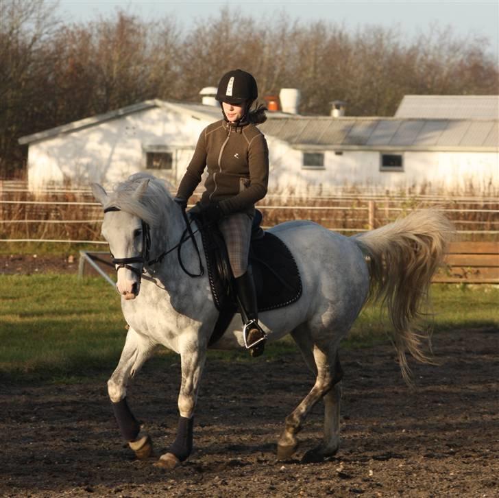 Anden særlig race Fiona *solgt* - Elsker det billede!... Fotograf: katrine W"11" billede 11