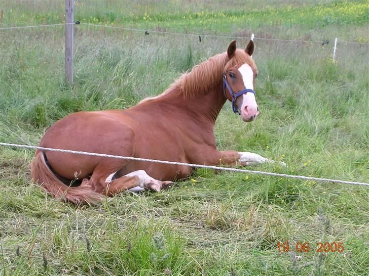 Dansk Varmblod Krogskærs DeVito - Vito 1 år, sommer 2005 billede 4