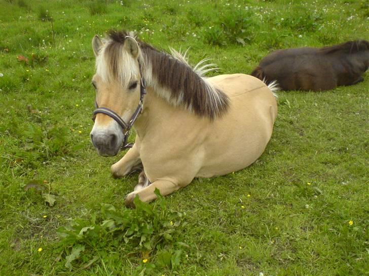 Fjordhest Fleur billede 7