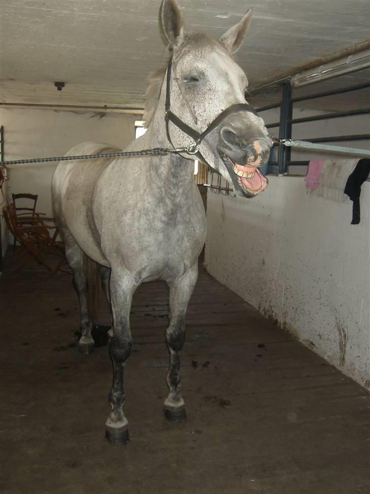 Anden særlig race Krastrups Tumbleweed - cita:-) billede 19