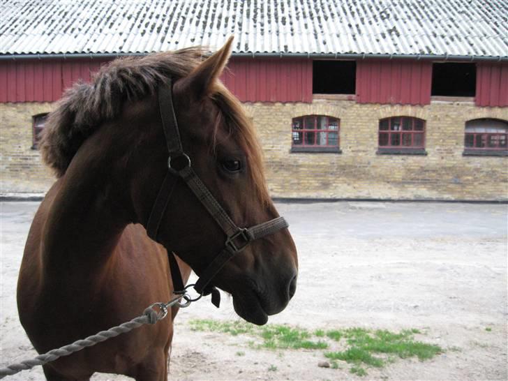 Anden særlig race Barcardi  - Lææænge siden, hvor er hun bare fin min lille prinsesse ;b billede 2