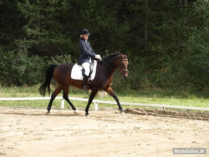 Anden særlig race Tinto *SOLGT* :'( .  -  8. stævne i struer . Foto: sofie slot. billede 4