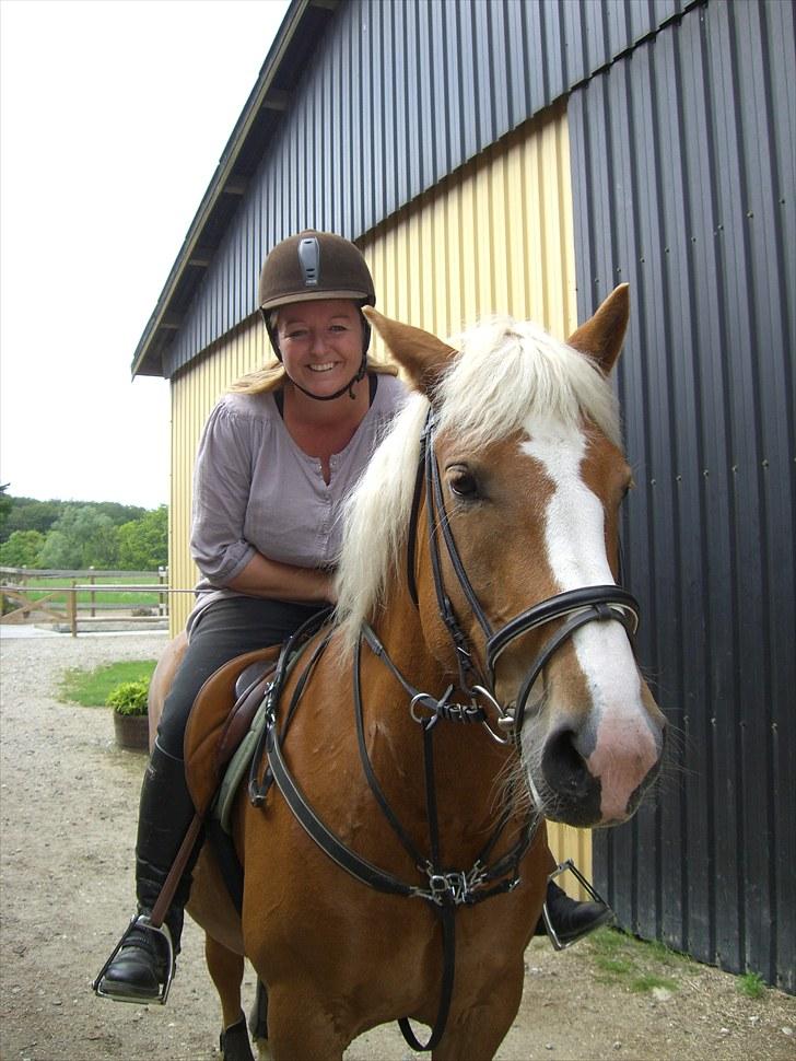 Haflinger Laura billede 12