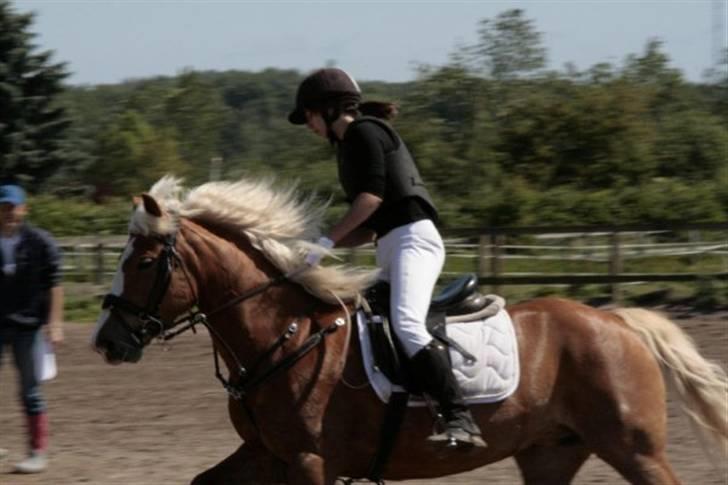 Haflinger Laura billede 13