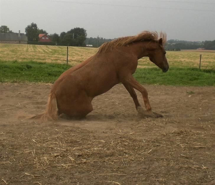 Welsh Pony af Cob-type (sec C) Maceverty ¤Tossen¤ - Op igen..... billede 13