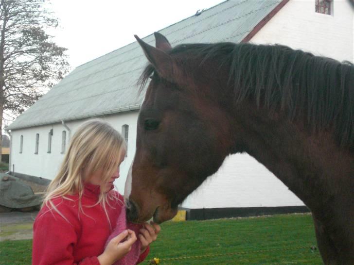 Dansk Varmblod Canto (kanne) (solgt) <3 - farvel min lille dreng!(hans anden sidste dag hos os) billede 14