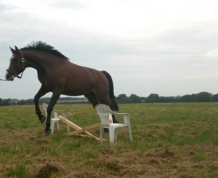 Dansk Varmblod Canto (kanne) (solgt) <3 - spiiiirng. billede 15