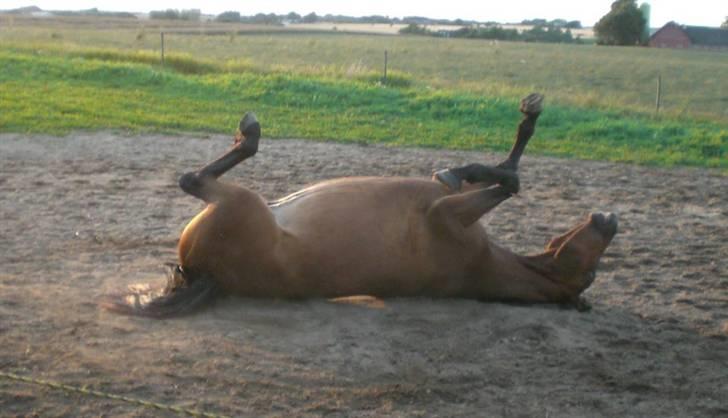 Dansk Varmblod Canto (kanne) (solgt) <3 - han er da sød.. billede 16