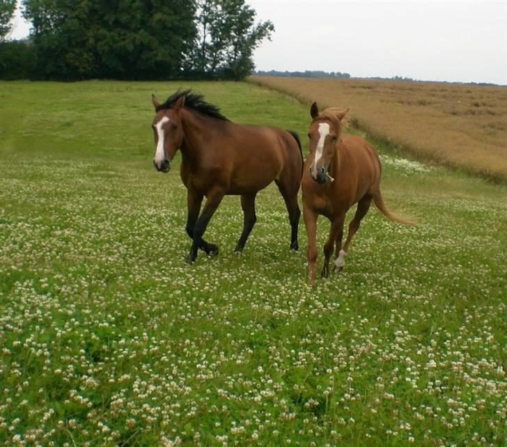 Dansk Varmblod Canto (kanne) (solgt) <3 - kanne løber rundt.. tosse billede 17
