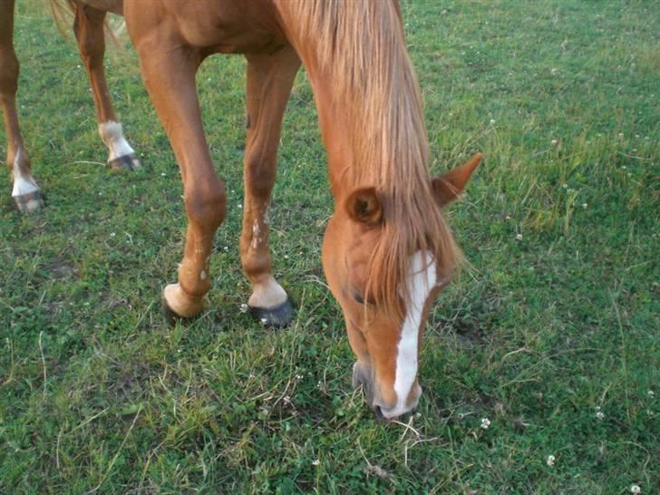 Welsh Pony af Cob-type (sec C) Maceverty ¤Tossen¤ billede 15