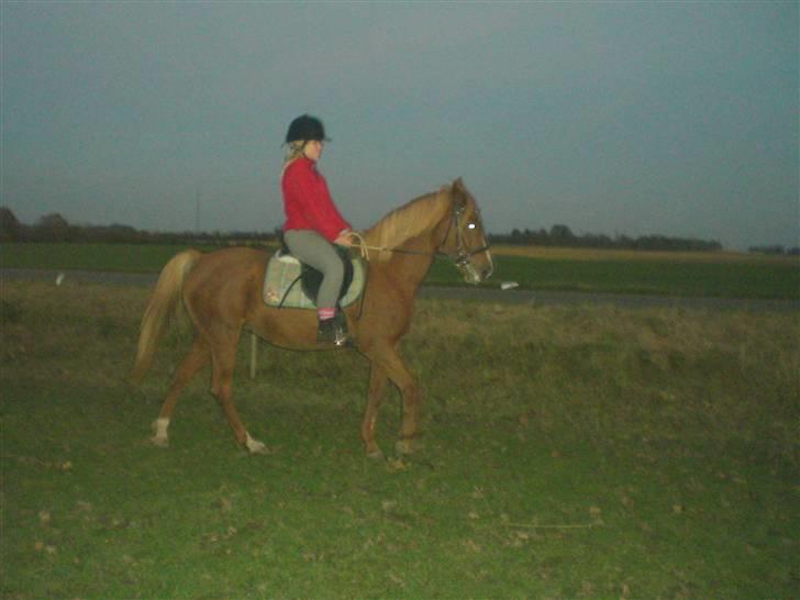 Welsh Pony af Cob-type (sec C) Maceverty ¤Tossen¤ - ude og ride lidt på hende :) billede 17