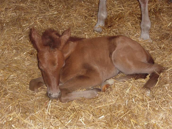 Anden særlig race Midnight Summer Madness billede 1