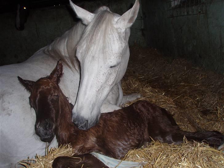 Anden særlig race Midnight Summer Madness billede 2