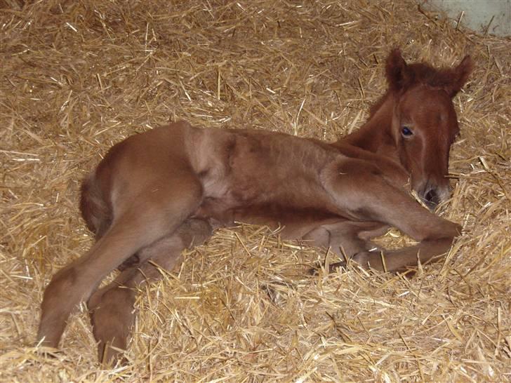 Anden særlig race Midnight Summer Madness billede 3