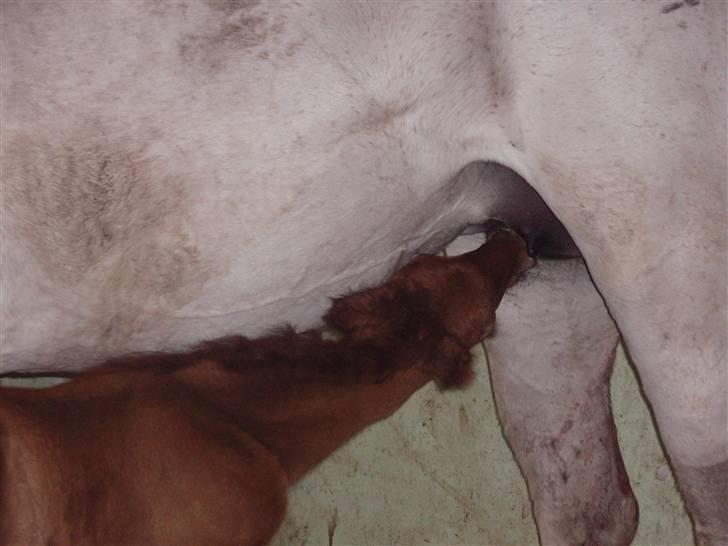 Anden særlig race Midnight Summer Madness billede 4