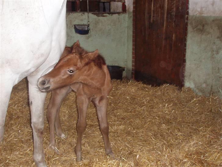 Anden særlig race Midnight Summer Madness billede 5