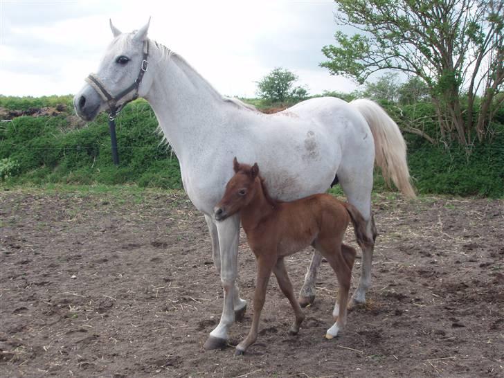 Anden særlig race Midnight Summer Madness billede 6