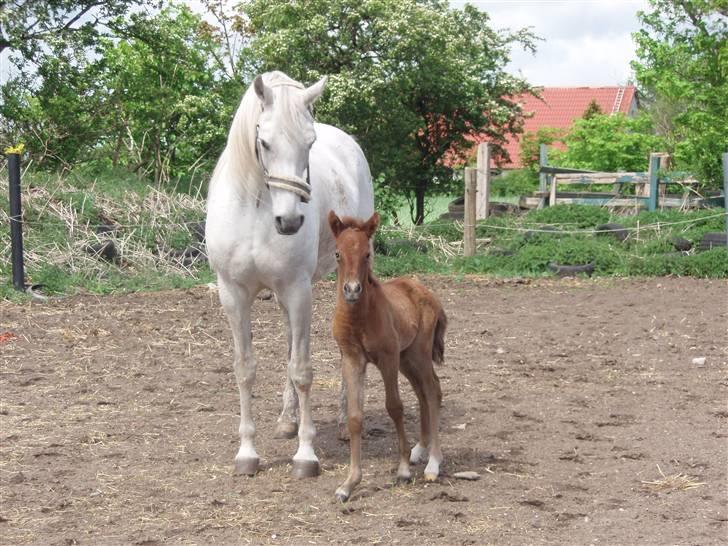 Anden særlig race Midnight Summer Madness billede 7