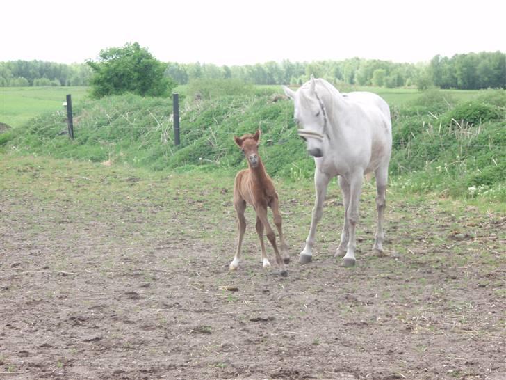 Anden særlig race Midnight Summer Madness billede 8