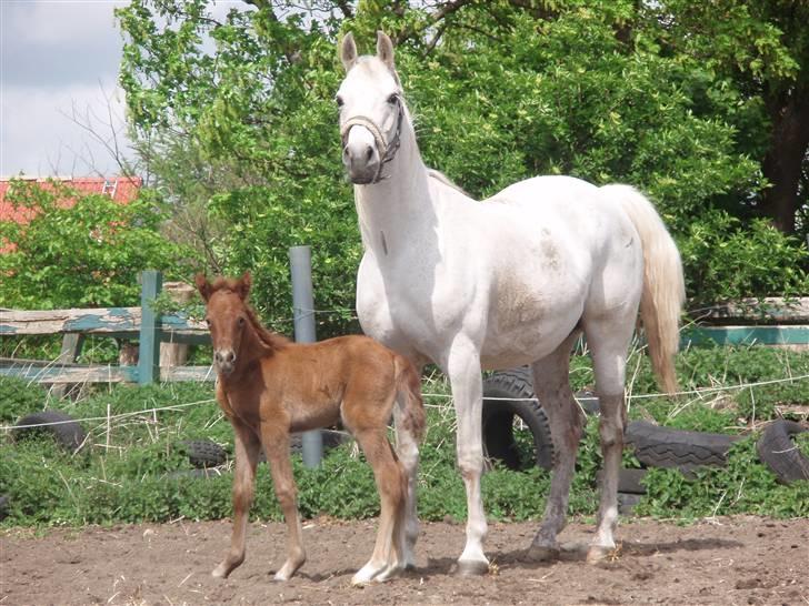 Anden særlig race Midnight Summer Madness billede 9