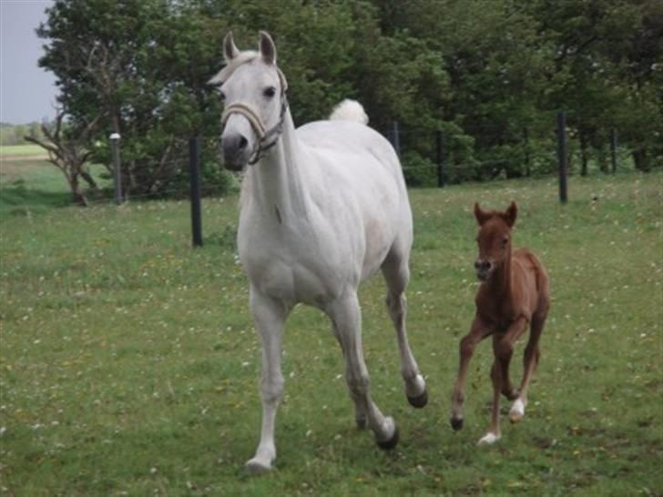 Anden særlig race Midnight Summer Madness billede 10