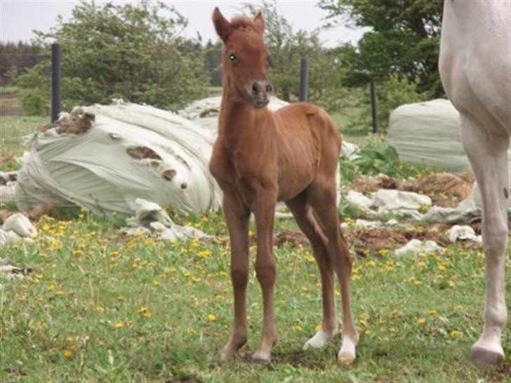 Anden særlig race Midnight Summer Madness billede 11