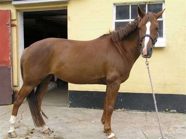 DSP Egehøjs Safir - Safir er lige kommet op fra mark ;p billede 1