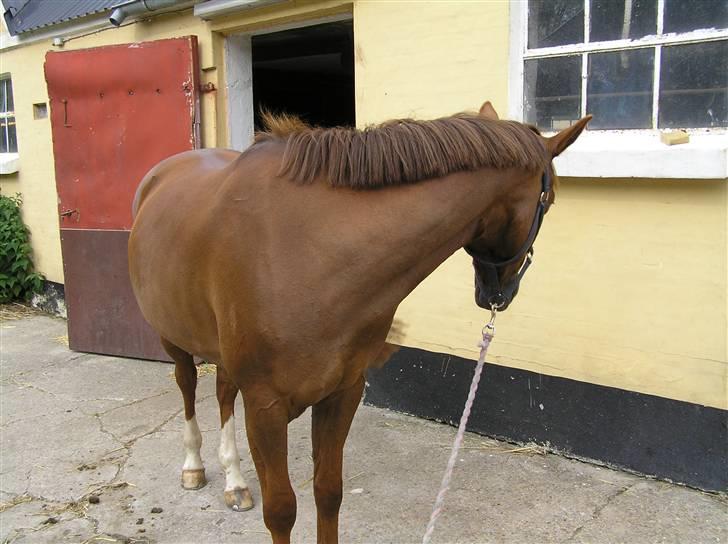 DSP Egehøjs Safir - Hm, vi er ikke fotogene <3 billede 2