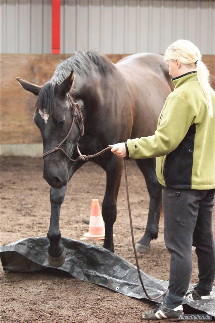 Anden særlig race Heart of Desire - Desire og jeg, under kurset D 21 juni, her pressening.. :) billede 6