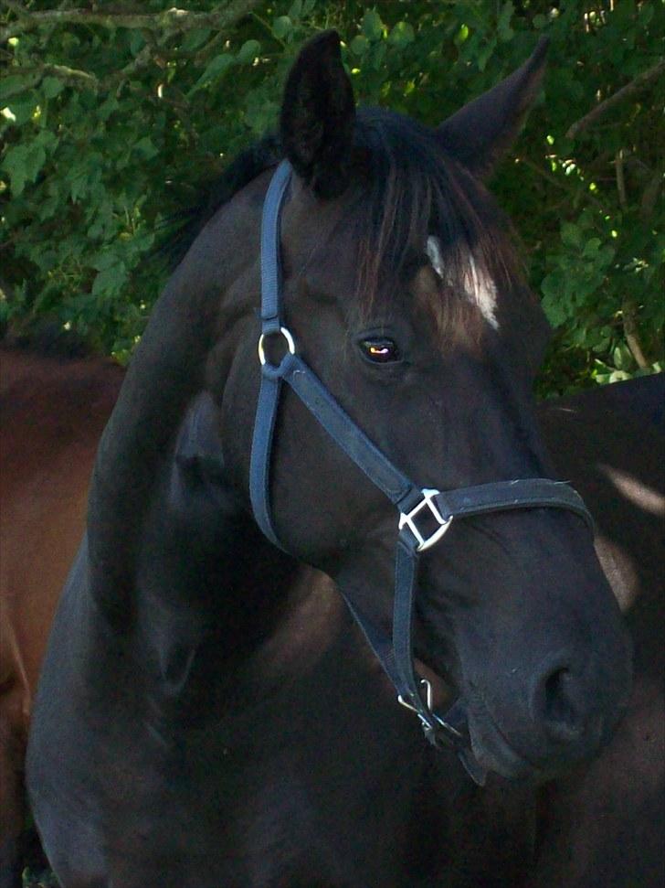 Anden særlig race Heart of Desire - Smukke hest.. :) billede 12