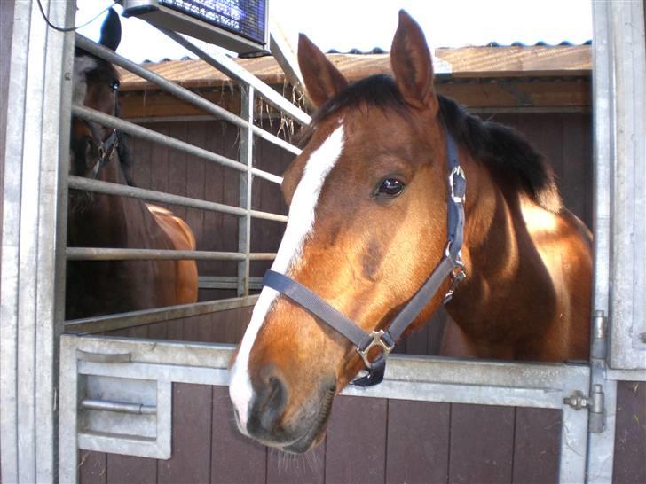 Dansk Varmblod Ramona <3 solgt - Velkommen til mig profil.. Læg lige en kommentar inden du går  billede 1