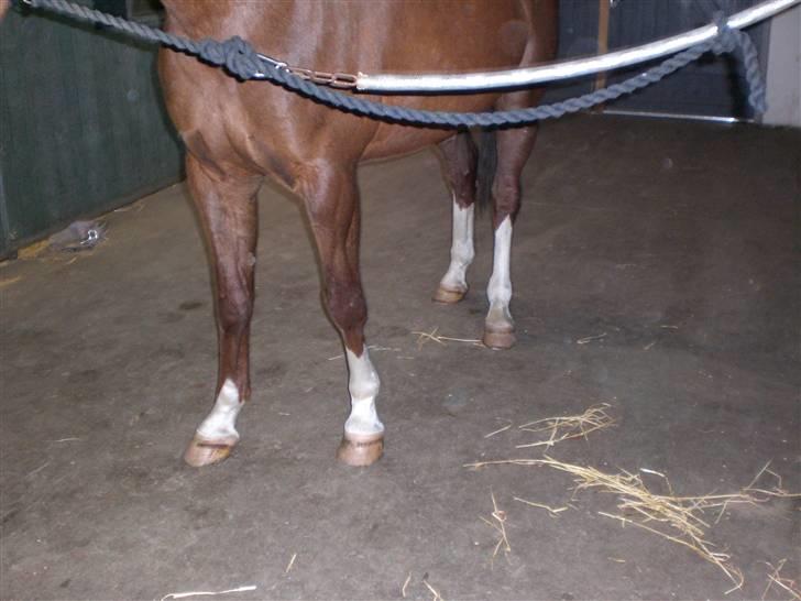 Dansk Varmblod Ramona <3 solgt - lige et billed af Ramona fire hvide sokke xD billede 4