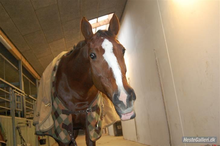 Dansk Varmblod Ramona <3 solgt - taget af Kathrine billede 6