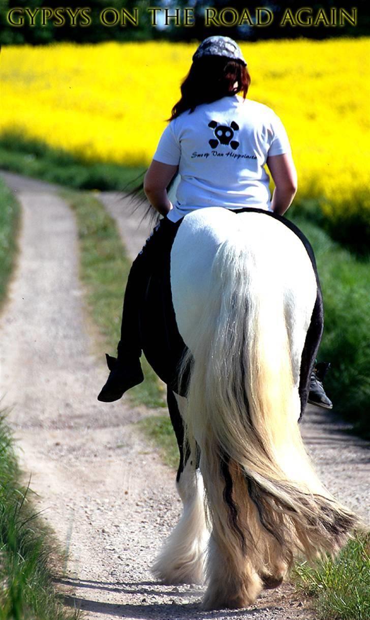 Irish Cob Swoop Van Hippolacta - # 20 - Tak for denne gang. The gypsys is on the road again... billede 20