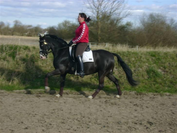 Anden særlig race Søgårdens Sandy billede 7