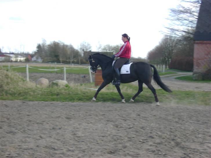 Anden særlig race Søgårdens Sandy billede 9