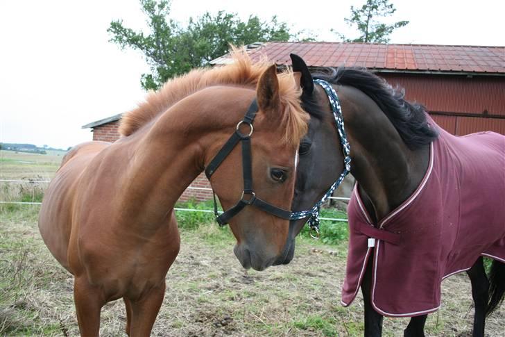 Anden særlig race Moon Dancer  *MD* - velkommen til MD´s profil  billede 1